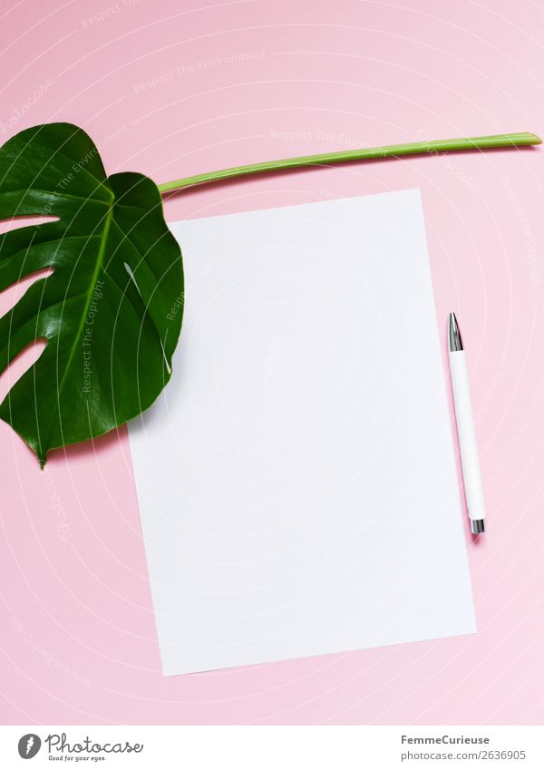 White sheet of paper & the leaf of a monstera on pink background Stationery Paper Piece of paper Creativity Monstera Pink Green Leaf Plant Part of the plant