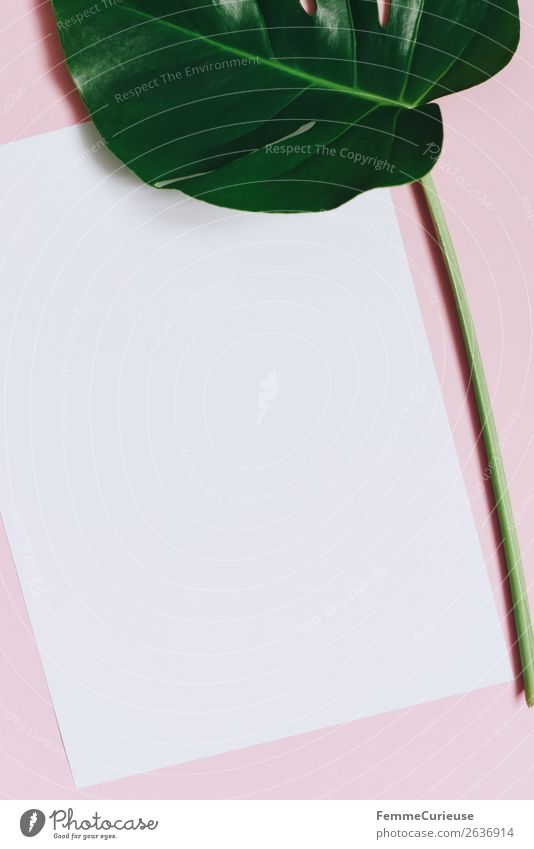 White sheet of paper & the leaf of a monstera on pink background Nature Stationery Paper Piece of paper Communicate Creativity Design open space Write Monstera