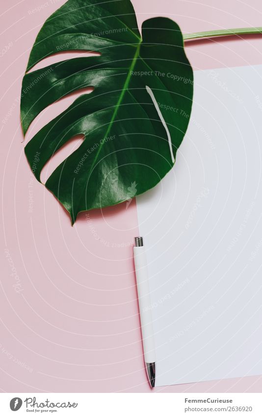 White sheet of paper & the leaf of a monstera on pink background Stationery Paper Piece of paper Creativity Monstera Plant Part of the plant Foliage plant