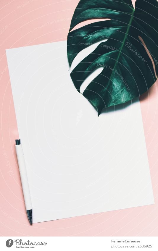 White sheet of paper & the leaf of a monstera on pink background Stationery Paper Piece of paper Communicate Ballpoint pen Monstera Leaf Plant Part of the plant