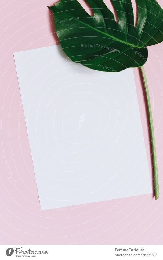 Paper & the leaf of a monstera on pink background Nature Stationery Piece of paper Creativity Design Monstera Plant Part of the plant Pink White Empty Write