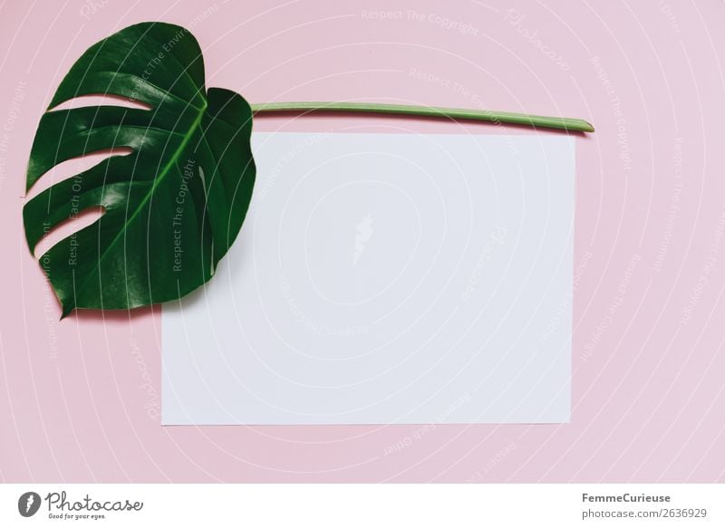 White sheet of paper & the leaf of a monstera on pink background Nature Creativity Monstera Leaf Plant Part of the plant Pink Pastel tone Paper Stationery Empty