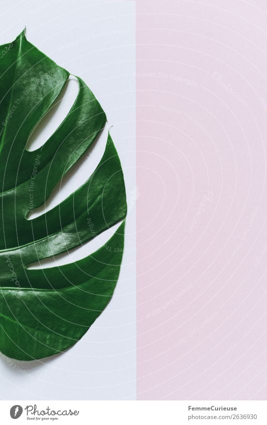 Monstera leaf on white and pink background Stationery Paper Piece of paper Nature Pink White Leaf Part of the plant Plant Decoration Creativity Design