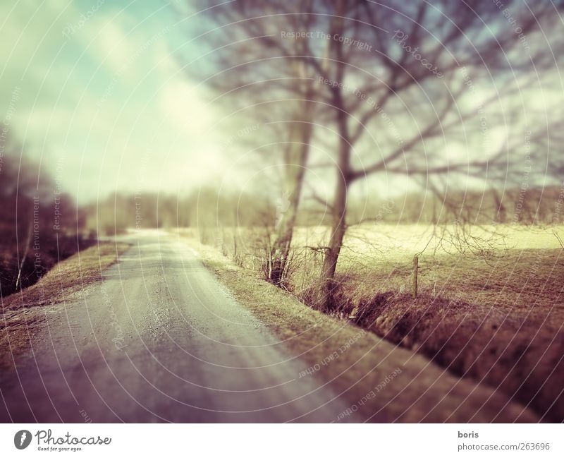 Ipweger Moor Landscape Winter Field Germany Europe Deserted Traffic infrastructure Lanes & trails Brown Yellow Gray Loneliness Colour photo Subdued colour Blur