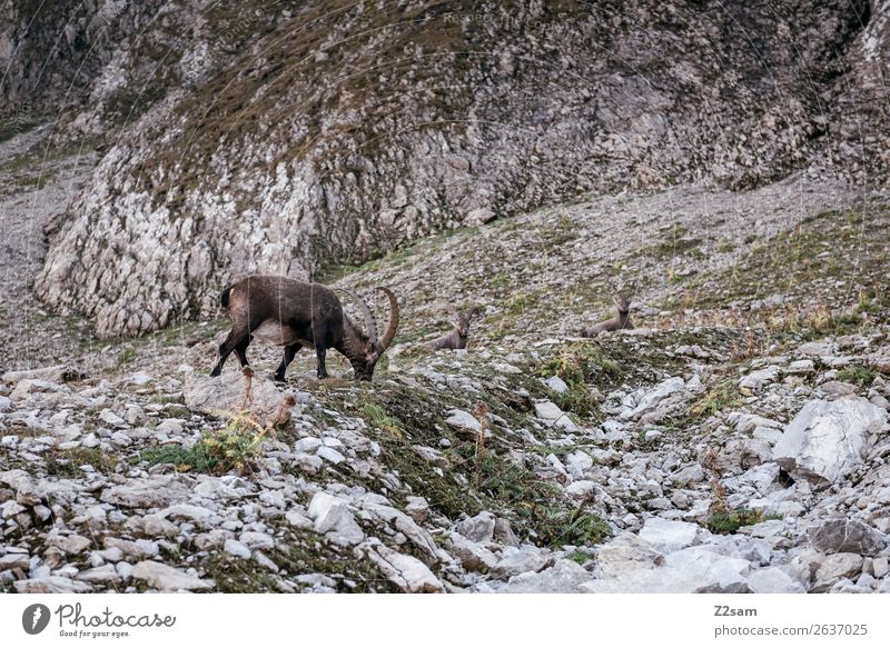 Capricorn | Sea Chart E5 Adventure Mountain Hiking Nature Landscape Summer Beautiful weather Rock Alps 1 Animal To feed Stand Natural Loneliness Idyll