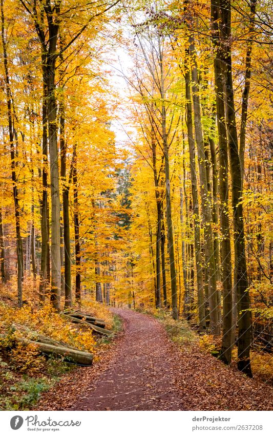 Autumn trail in yellow forest Vacation & Travel Tourism Trip Adventure Far-off places Freedom Expedition Camping Mountain Hiking Environment Nature Landscape