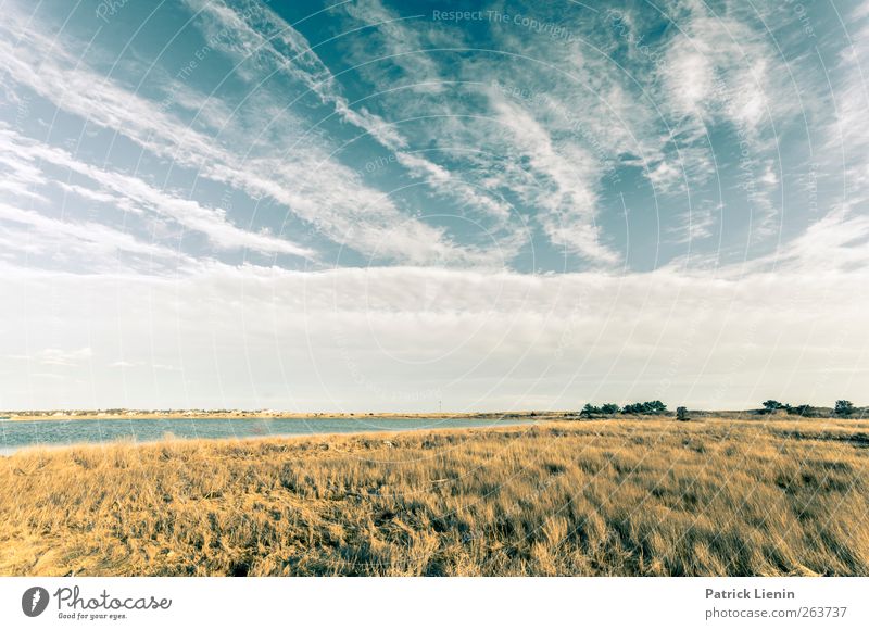 just Environment Nature Landscape Plant Elements Air Sky Clouds Spring Weather Beautiful weather Bushes Meadow Loneliness Uniqueness Perspective