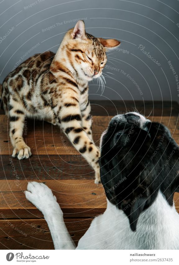 Cat & Dog Animal Pet boston terrier bengal cat 2 Table Wooden table Communicate Argument Aggression Brash Astute Funny Natural Cute Emotions Together