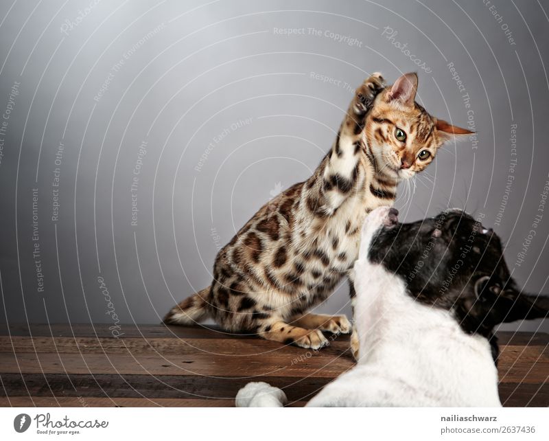 Cat & Dog Animal Pet Animal face boston terrier French Bulldog Bengali Cat 2 Table Touch Looking Sit Argument Romp Happiness Funny Cute Moody Joy Determination