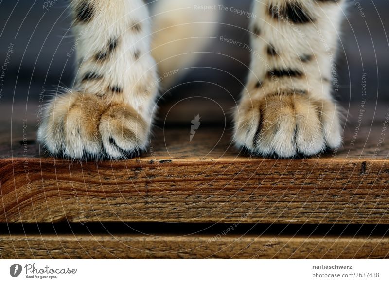 velvet paws Elegant Flat (apartment) Animal Pet Cat Pelt Claw Paw bengal cat Bengali Cat 1 Baby animal Table Wood Cuddly Natural Cute Beautiful Soft Brown