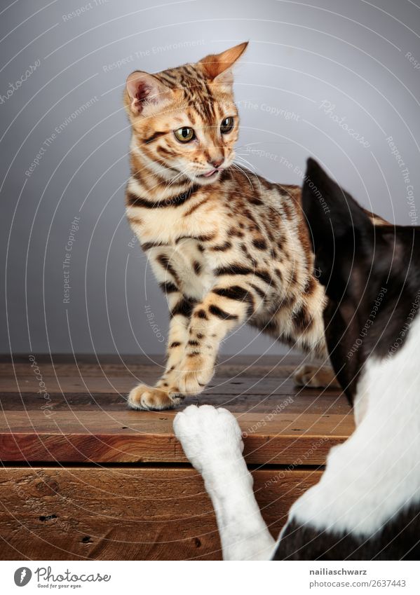 Cat&Dog Animal Pet Animal face boston terrier bengal cat Bengali Cat 2 Table Wooden table Observe Fight Communicate Looking Brash Curiosity Cute Emotions Moody
