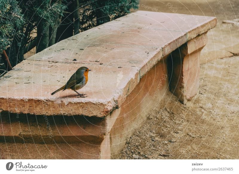 Close-up of a small bird on a stone bench in the park Garden Financial institution Singer Nature Animal Tree Park Forest Rock Bird Stone Small Cute Wild Brown