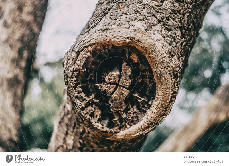 Close-up of a wound on the trunk of a scarred tree in nature Vegetable Skin Medical treatment Nature Plant Tree Forest Wood Old Growth Natural Brown Protection