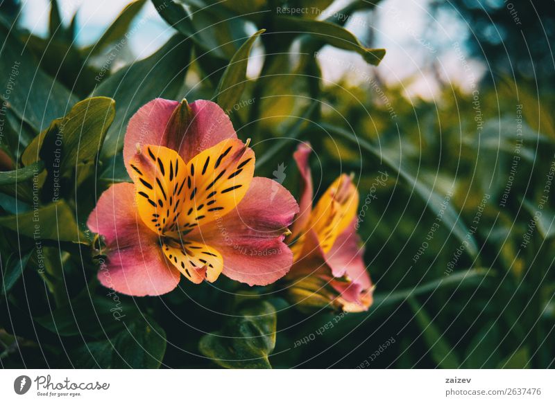 close-up of a yellow and pink flower of alstroemeria aurea. Herbs and spices Beautiful Summer Garden Gardening Nature Plant Flower Blossom Bright Small Natural