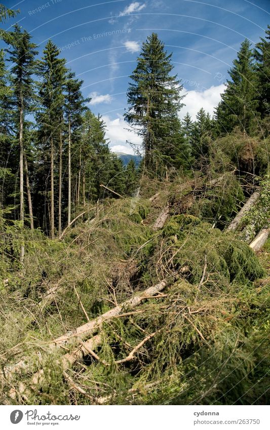 The forest for all the trees Environment Nature Landscape Sky Summer Beautiful weather Tree Forest End Environmental protection Decline Transience Change Time