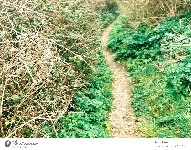 beaten-path-environment-a-royalty-free-stock-photo-from-photocase