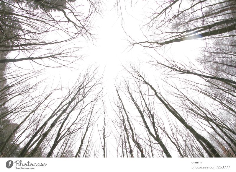 dismayed Sky Tree Forest Bright Tall Cold Branch Tree trunk Leafless Bleak Exterior shot Deserted Copy Space middle Day Silhouette Wide angle Fisheye Skyward