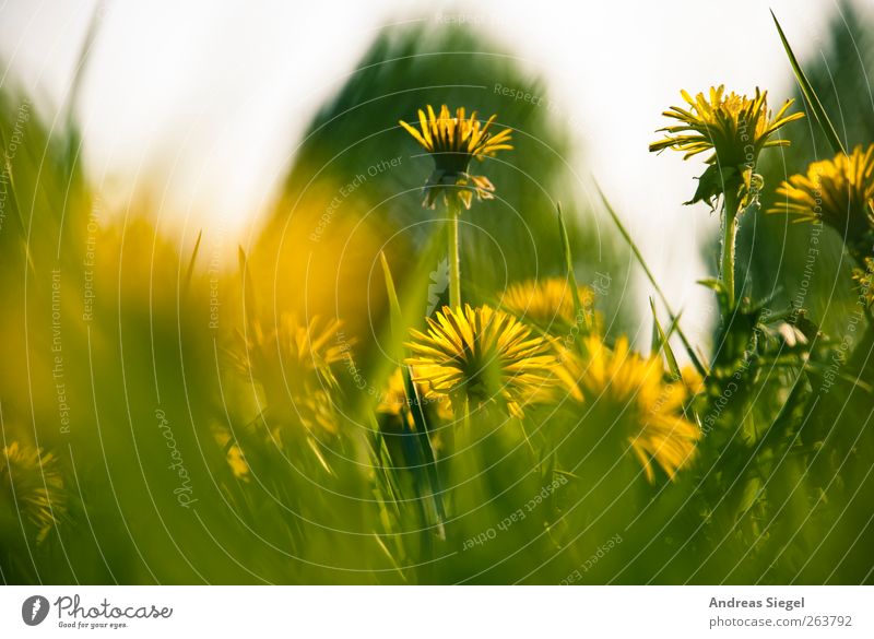 Wait a minute Environment Nature Landscape Plant Spring Grass Leaf Blossom Wild plant Dandelion Dandelion field Meadow Blossoming Relaxation Fresh Yellow Green