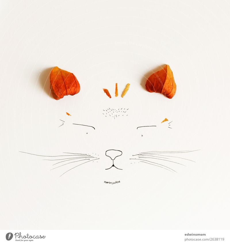 cat Leisure and hobbies Handicraft Draw Nature Plant Animal Autumn Blossom Physalis Wild animal Cat 1 Paper Decoration Smiling Dream Happiness Happy Natural