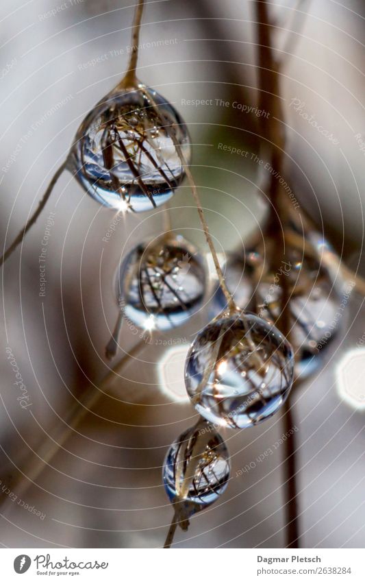 Drops with reflection Environment Nature Landscape Elements Water Drops of water Sun Winter Snow Snowfall Plant Bushes Wild plant Meadow Glittering Illuminate