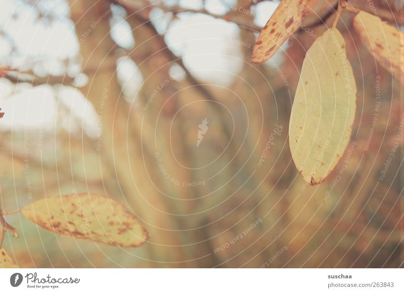 rest day Environment Nature Landscape Autumn Climate Tree Leaf Field Wood Idyll Change Tree trunk Branch Seasons Blur Exterior shot Deserted Day Twilight