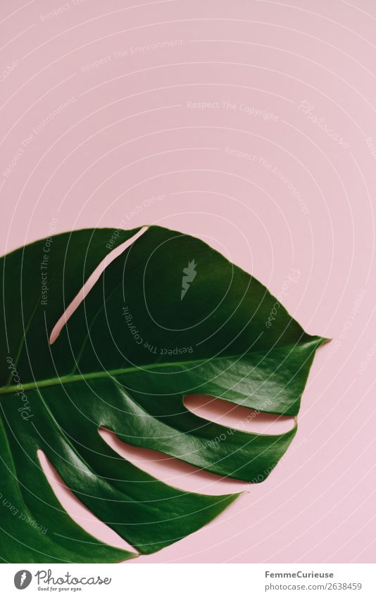Leaf of a monstera plant on a pink background Nature Design Symmetry Structures and shapes Pink Green Monstera Esthetic Plant Part of the plant Foliage plant