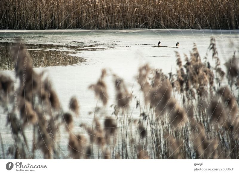 reed bog Environment Nature Landscape Plant Animal Water Winter Beautiful weather Wild plant Common Reed Pond Wild animal Duck 2 Pair of animals Ice