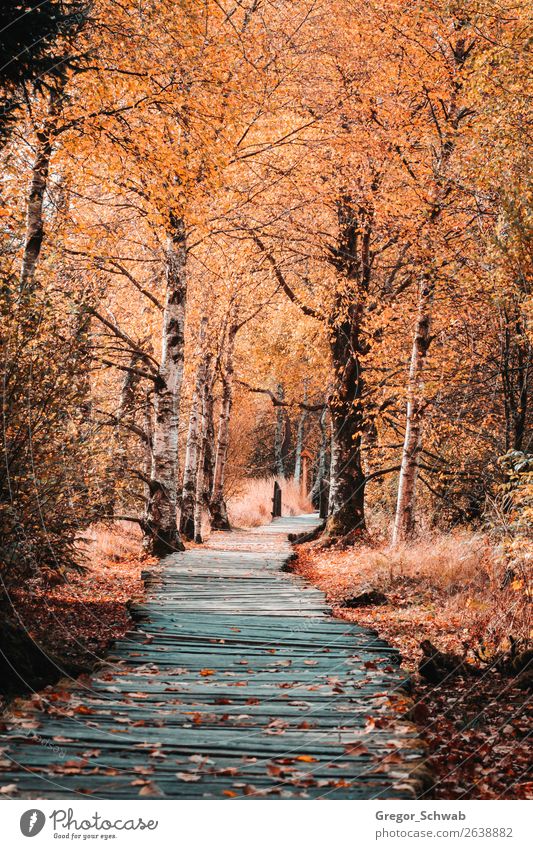 Autumn paths in the Rhön Nature Landscape Plant Animal Flower Adventure Bog Woodway Tree Colour photo Multicoloured Exterior shot Deserted Day Light Shadow