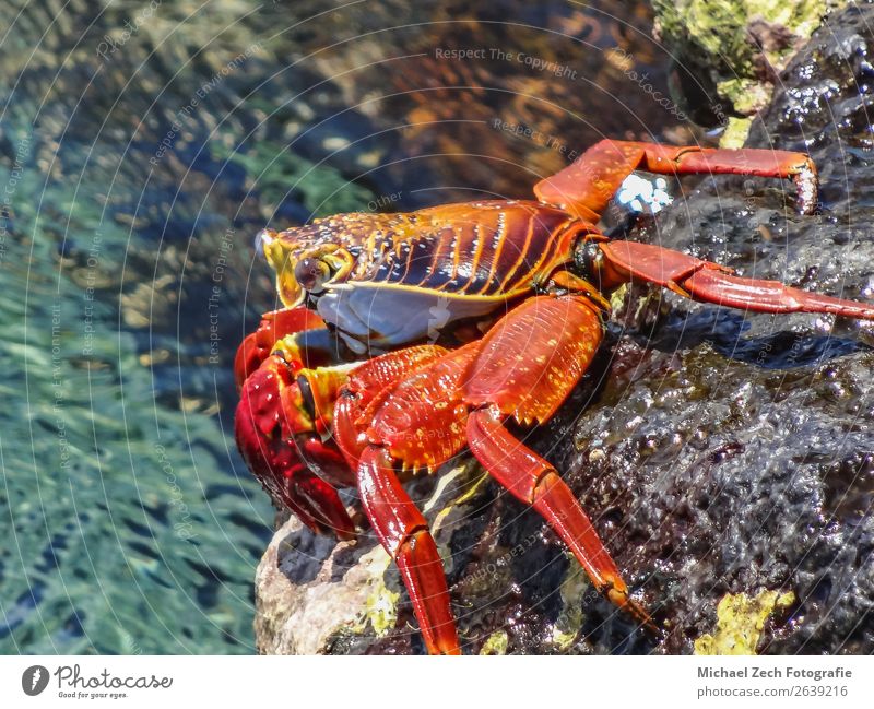 sally lightfoot crab sitting on stones on galapagos islands Beach Ocean Island Nature Animal Park Rock Bright Wild Yellow Red Colour animals in the wild claw
