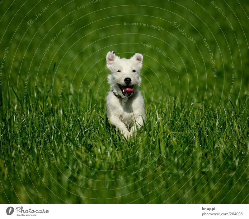 Frost IV Nature Sun Sunlight Summer Beautiful weather Plant Grass Meadow Field Animal Pet Dog Animal face 1 Baby animal Walking Jump Healthy Brash Happiness