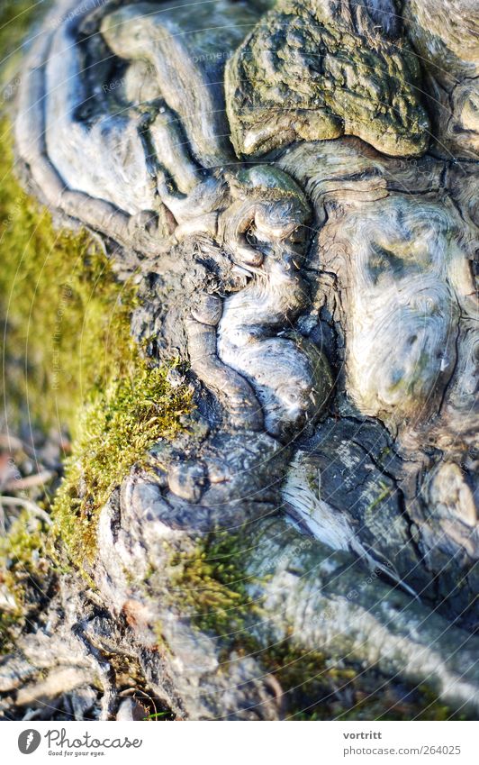 What do you see? Nature Tree Moss Old Exceptional Green Bizarre Discover Death Woodground Root Mythical creature Dream world Dreamland Enchanted forest