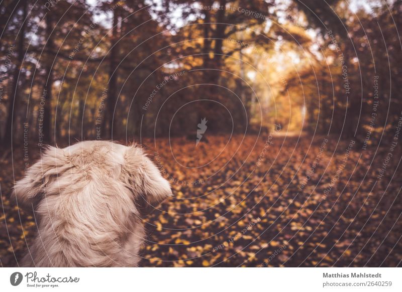 Forest view Landscape Autumn Animal Pet Dog Pelt Golden Retriever 1 Observe Looking Cuddly Natural Soft Brown Contentment Anticipation Love of animals Calm