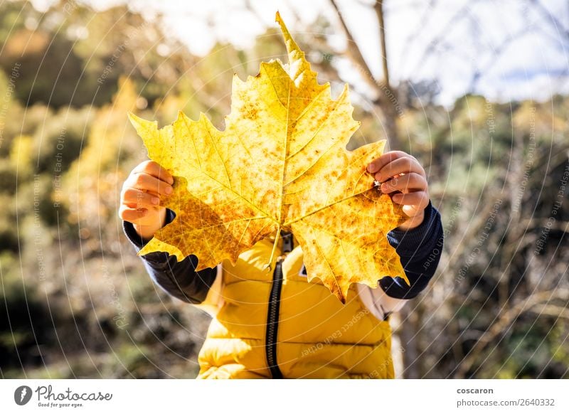 Little kid with a big leaf in autumn Lifestyle Joy Happy Beautiful Face Playing Child Human being Baby Toddler Infancy 1 3 - 8 years Nature Plant Autumn Winter