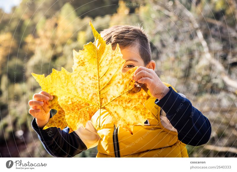 Little kid with a big leaf in autumn Lifestyle Joy Happy Beautiful Face Playing Vacation & Travel Winter Child Human being Baby Toddler Boy (child) Infancy 1