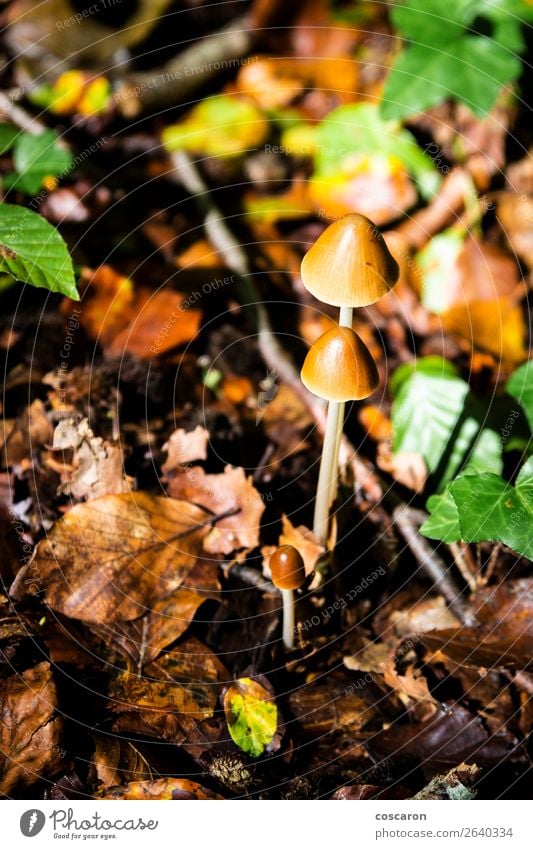 Three mushrooms on the undergrowth. Poisonous mushrooms Food Beautiful Summer Garden Wallpaper Nature Landscape Plant Autumn Winter Fog Flower Grass Moss