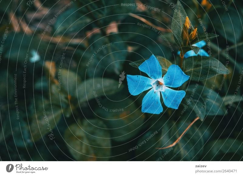Close-up of an isolated and blue flower of vinca major with leaves background Summer Garden Decoration Nature Plant Flower Park Meadow Dark Bright Small Natural