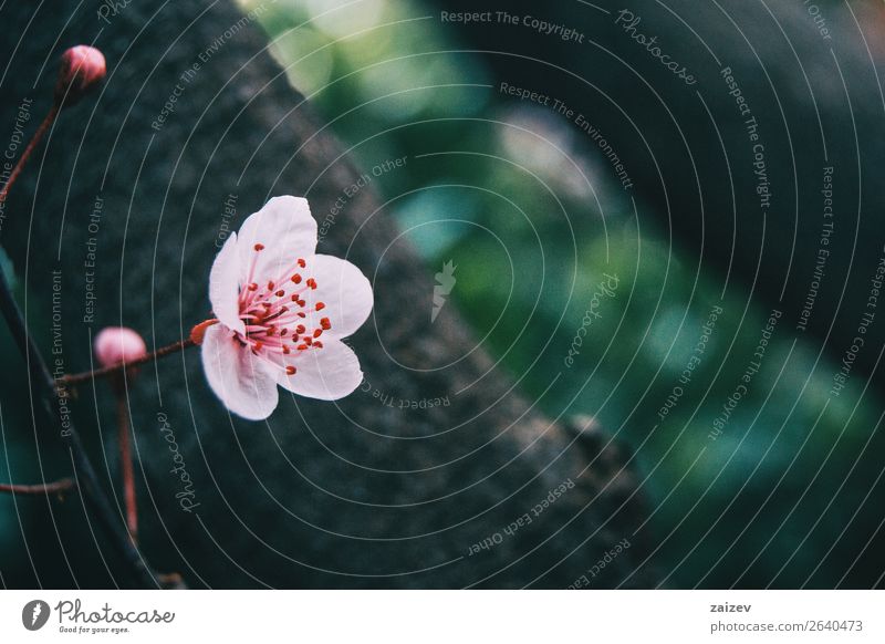 Close-up of small light pink flowers of Prunus cerasifera Beautiful Garden Decoration Nature Plant Spring Tree Flower Bushes Leaf Blossom Blossoming Fresh