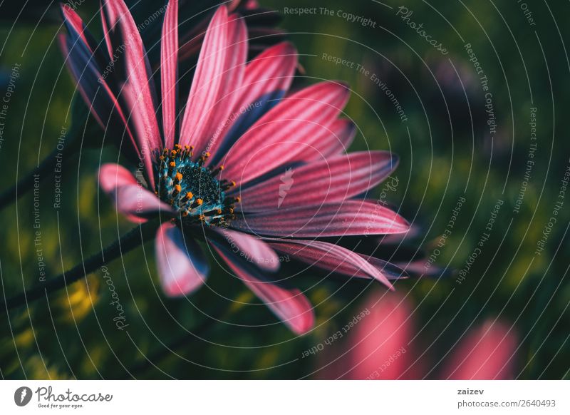 Pink osteospermum ecklonis flower at sunset Summer Garden Wallpaper Nature Plant Flower Leaf Blossom Wild plant Park Natural Green Red Loneliness Colour Aster