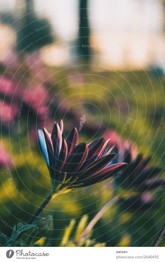 Pink osteospermum ecklonis flower at sunset Summer Garden Wallpaper Nature Plant Flower Leaf Blossom Foliage plant Agricultural crop Wild plant Pot plant Park