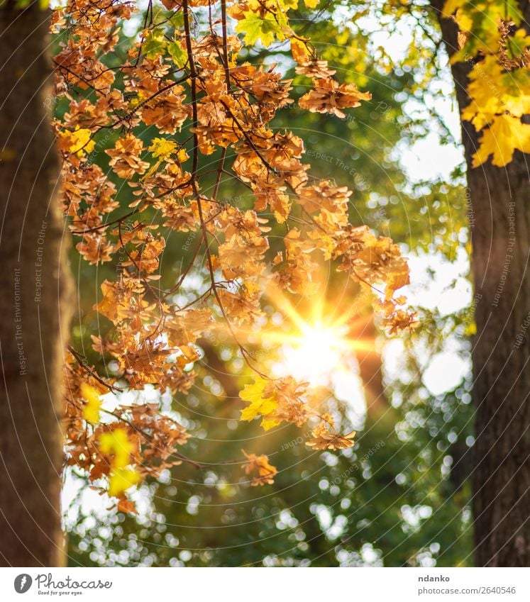 autumn city park with trees and yellow leaves Garden Environment Nature Landscape Plant Autumn Tree Leaf Park Forest Fresh Bright Natural Brown Yellow Gold