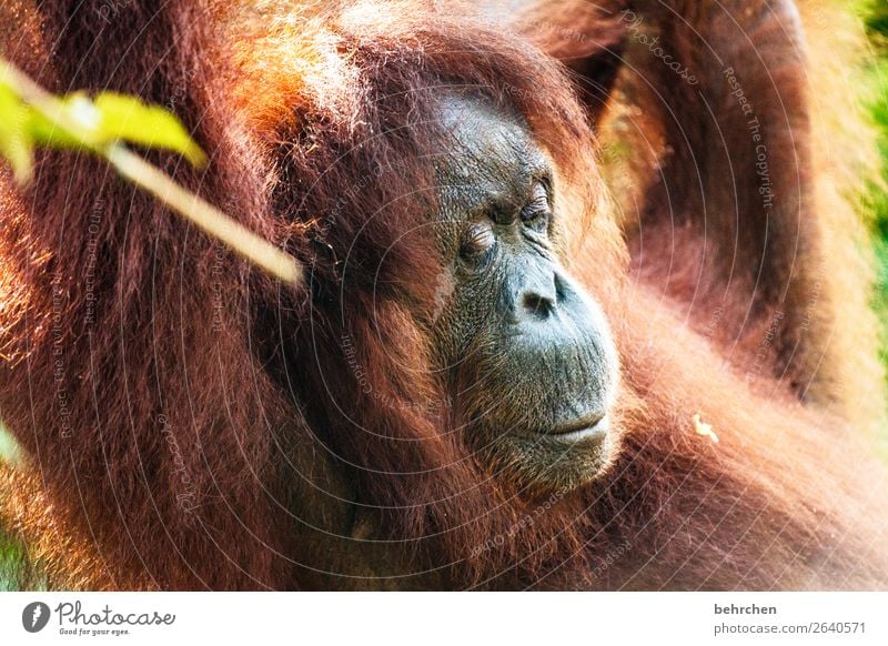 World's cutest baby orangutan snuggles with Mom in Borneo - a Royalty Free  Stock Photo from Photocase