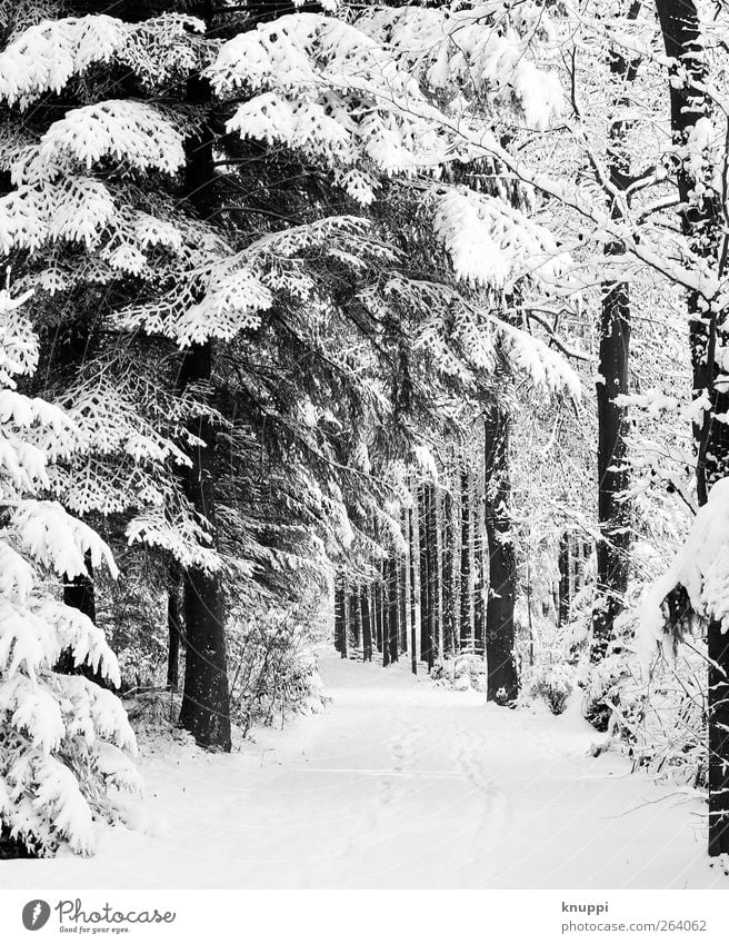 snow-covered forest road Nature Plant Sun Sunlight Winter Beautiful weather Snow Snowfall Tree Forest Cold Snowscape Winter vacation Woodground Tracks