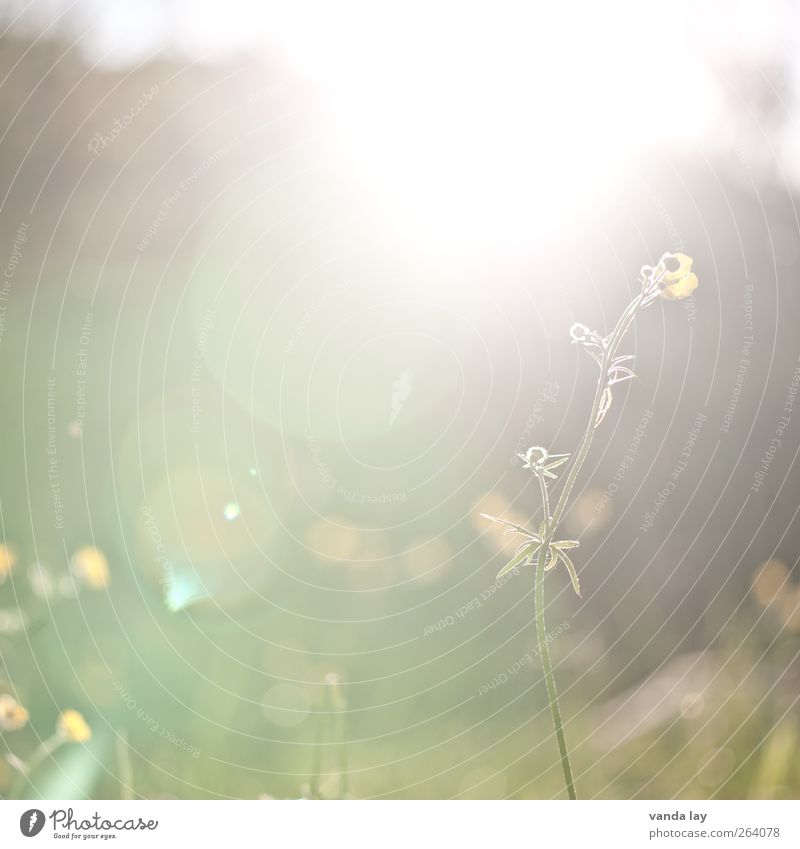 spring Environment Nature Plant Sun Sunlight Spring Summer Flower Garden Meadow Idyll Delicate buttercup Lens flare Background picture Square May June July