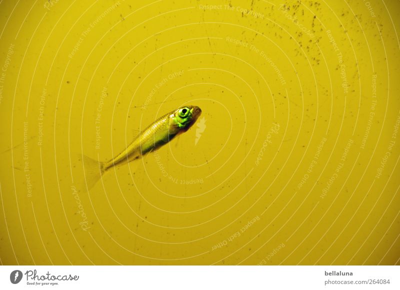 When I grow up... Nature Water Pond Lake Animal Wild animal Fish Animal face Scales 1 Baby animal Swimming & Bathing Yellow Green Colour photo Subdued colour