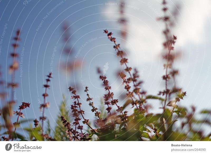 *North traveller - spicy wishes and greetings for you! Food Herbs and spices Basil Summer Garden Plant Agricultural crop Blossoming Growth Green Violet To enjoy