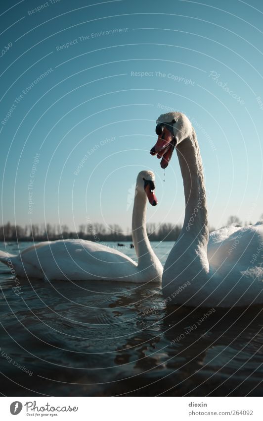 Swan choir for your birthday Environment Nature Water Sky Cloudless sky Weather Beautiful weather Animal Wild animal Bird Wing 2 Pair of animals