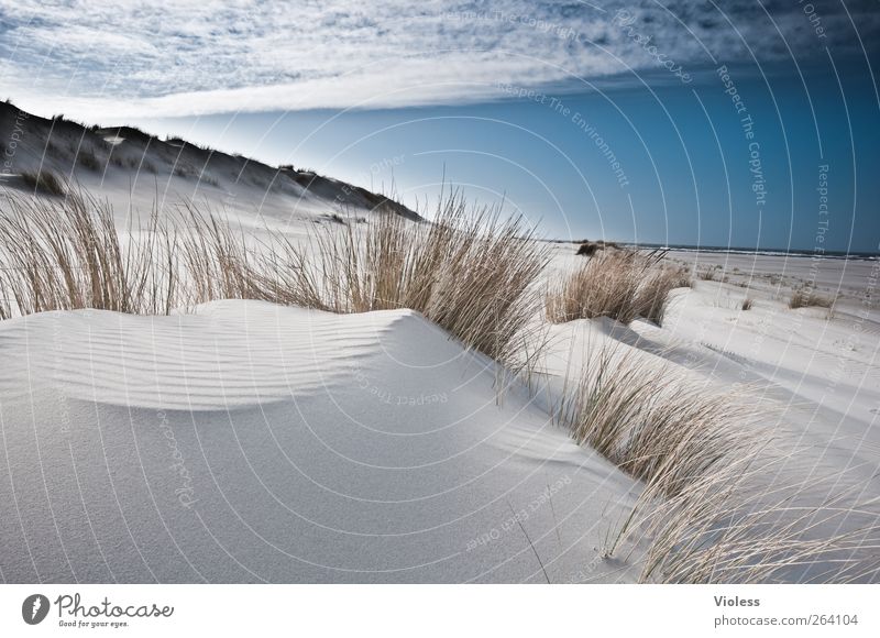 a place for *North traveller* Nature Landscape Sky Clouds Coast Beach North Sea Island Discover Relaxation Spiekeroog Dune Marram grass Colour photo