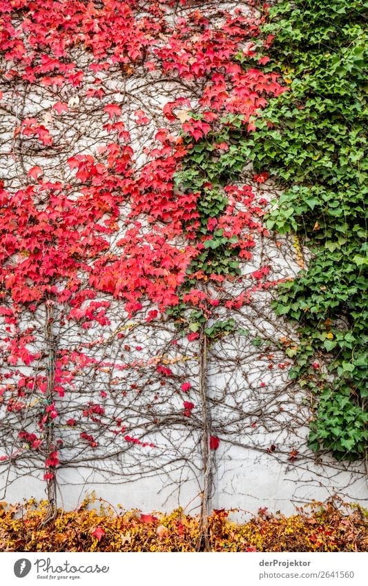 Herbstliche Wand Tree Berlin leaves variegated Autumn Joerg farys www.dieprojektoren.de ephemeral Deserted Copy Space left Copy Space right