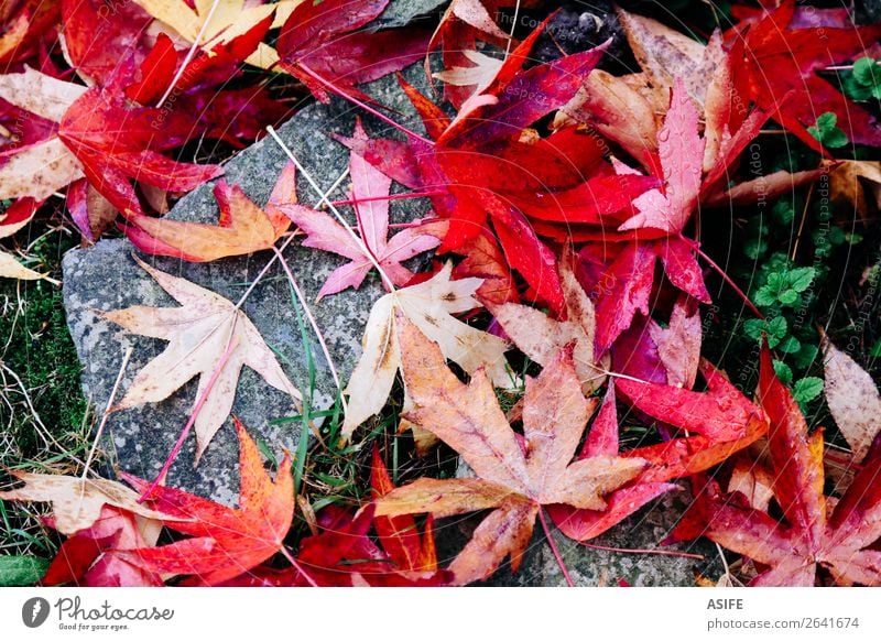 Red maple leaves on the ground Garden Nature Autumn Moss Leaf Stone Drop Wet Green fall water dry Fallen Acer Humidity Seasons colorful Exterior shot Detail