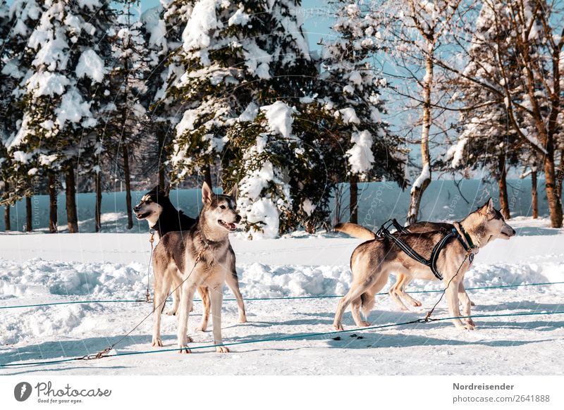 huskies Vacation & Travel Adventure Far-off places Winter Snow Winter vacation Sports Winter sports Nature Sun Beautiful weather Ice Frost Tree Forest Animal